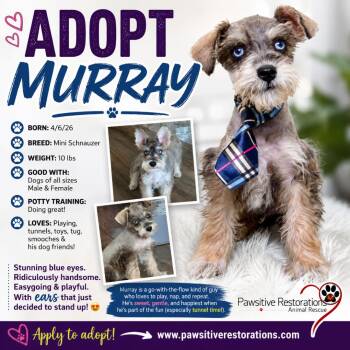 MURRAY -  Miniature Schnauzer Dog for Adoption in Foxfield, Colorado - MURRAY | PetCurious