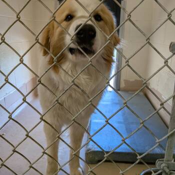 Great Pyrenees Dogs Available for Adoption in Lynchburg, Virginia - Bentley | PetCurious