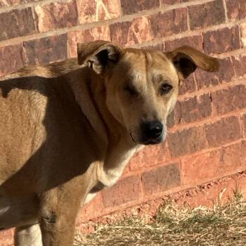 Labrador Retriever and Retriever Dogs Available for Adoption - River | PetCurious