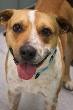 Mixed Breed Dogs Available for Adoption - Fievel | PetCurious