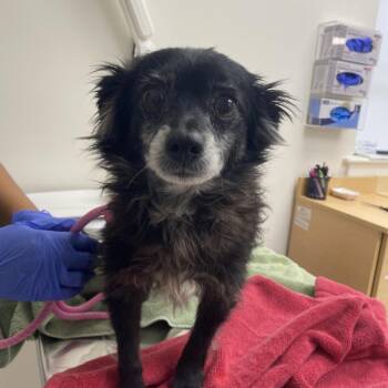 Sam -  Terrier Dog for Adoption in Pasadena, California - Sam | PetCurious