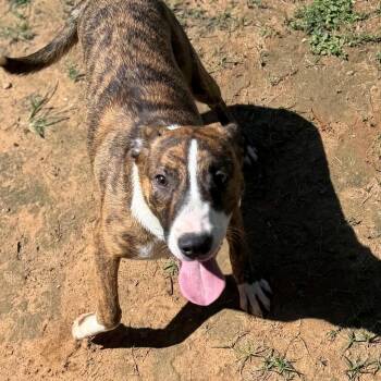 Poppy -  Labrador Retriever Dog for Adoption - Poppy | PetCurious
