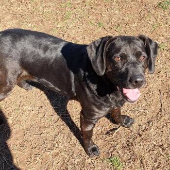 Midnight -  Labrador Retriever and Mixed Breed Dog for Adoption in Marble, North Carolina - Midnight | PetCurious