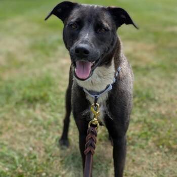 Luella -  Mixed Breed Dog for Adoption in Buffalo, Minnesota - Luella | PetCurious