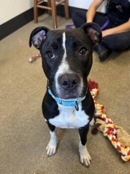 Tick Tock -  Pit Bull Terrier Dog for Adoption in Cleveland, Ohio - Tick Tock | PetCurious