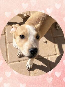 Rescue Cattle Dog and Beagle Dogs for Adoption in Chandler, Arizona - PETEY PIE | PetCurious