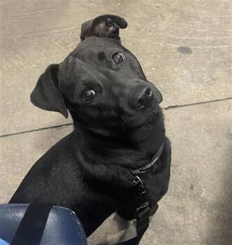 Mixed Breed Dogs Available for Adoption in Dallas, Texas - LOUIE | PetCurious