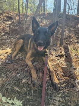Liberty -  Belgian Shepherd Malinois Dog for Adoption in Rome, Georgia - Liberty | PetCurious