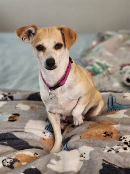 Rescue Chihuahua and Terrier Dogs for Adoption in Phoenix, Arizona - Buttercup | PetCurious