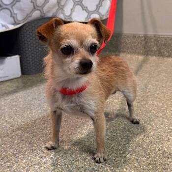 IVHS-Stray-140401 -  Terrier Dog for Adoption in San Gabriel, California - IVHS-Stray-140401 | PetCurious