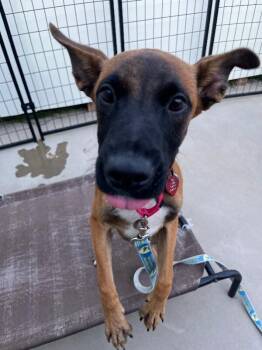 Yahoo -  Belgian Shepherd Malinois and Mixed Breed Dog for Adoption in Fort Collins, Colorado - Yahoo | PetCurious