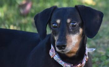 Rescue Dachshund Dogs for Adoption in Shelbyville, Tennessee - Dixie In TN | PetCurious