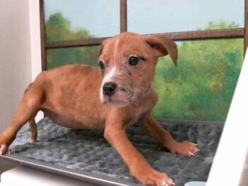 Staffordshire Bull Terrier and Mixed Breed Dogs Available for Adoption in Houston, Texas - A2068759 | PetCurious