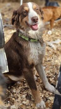 Rescue Australian Shepherd Dogs for Adoption in Nokomis, Florida - Wisp | PetCurious