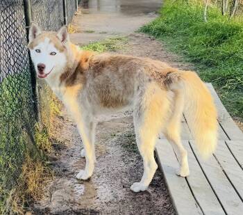 Rescue Siberian Husky Dogs for Adoption in Richmond, Texas - Sinatra | PetCurious