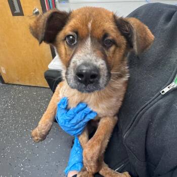 Mixed Breed Dogs Available for Adoption in Columbiana, Alabama - Maverick | PetCurious