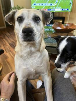 Maggie -  Labrador Retriever Dog for Adoption in The Woodlands, Texas - Maggie | PetCurious