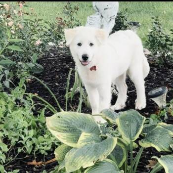 Libby -  Great Pyrenees Dog for Adoption - Libby | PetCurious