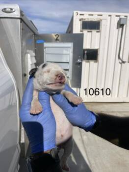Liz -  Pit Bull Terrier Dog for Adoption in Victorville, California - Liz | PetCurious