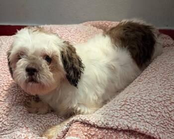 Lainey -  Shih Tzu Dog for Adoption in Fort Myers, Florida - Lainey | PetCurious