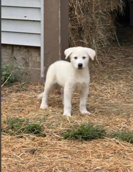 Zeus -  Great Pyrenees Dog for Adoption in Liberty Center, Ohio - Zeus | PetCurious