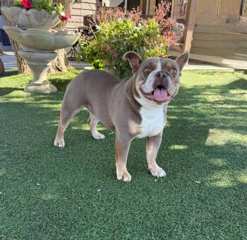 English Bulldog Dogs Available for Adoption - Joey | PetCurious