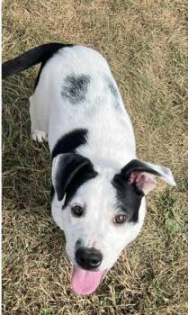 Rescue American Bully and American Staffordshire Terrier Dogs for Adoption in Yorktown, Virginia - Salt | PetCurious