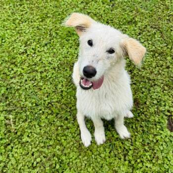 Lainey -  Wirehaired Terrier and Mixed Breed Dog for Adoption in Brownsboro, Alabama - Lainey | PetCurious