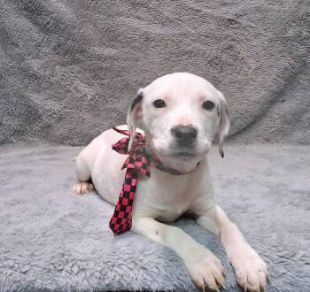 Labrador Retriever Dogs Available for Adoption - Tessa | PetCurious