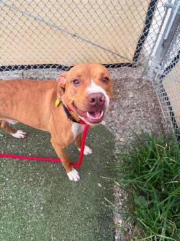 Cosmo -  Pit Bull Terrier Dog for Adoption in Cleveland, Ohio - Cosmo | PetCurious