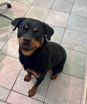 STUNNING PETITE GIRL -  Rottweiler Dog for Adoption in Northwood, Ohio - STUNNING PETITE GIRL | PetCurious