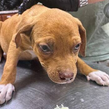 Droolius Caesar- 102605U -  Terrier and Mixed Breed Dog for Adoption in Tupelo, Mississippi - Droolius Caesar- 102605U | PetCurious