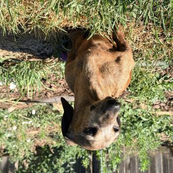 Bear -  Dachshund Dog for Adoption in Sandy, Utah - Bear | PetCurious