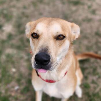 Rescue Shepherd and Mixed Breed Dogs for Adoption in Austin, Texas - Jingle JuM | PetCurious