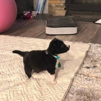 Mixed Breed Dogs Available for Adoption in Buffalo, Minnesota - Wisp | PetCurious