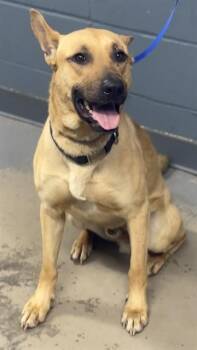 German Shepherd Dog and Mixed Breed Dogs Available for Adoption in Tallahassee, Florida - INEDA CLU | PetCurious