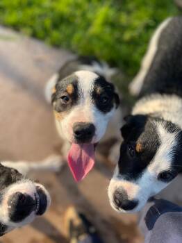 N2 Bowser -  Great Pyrenees and Collie Dog for Adoption in Ashland, Wisconsin - N2 Bowser | PetCurious