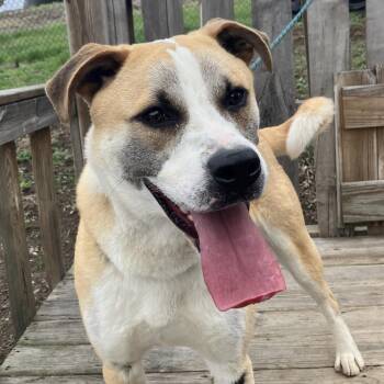 Nitro -  Great Pyrenees and Mixed Breed Dog for Adoption in Pulaski, Tennessee - Nitro | PetCurious