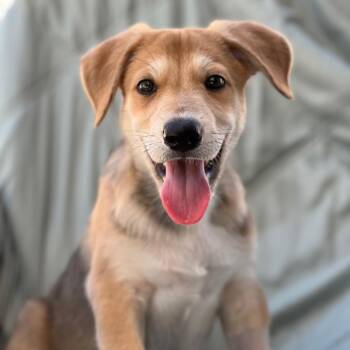 Napoleon Dynamite Pup - Rico -  Labrador Retriever and Shepherd Dog for Adoption in San Diego, California - Napoleon Dynamite Pup - Rico | PetCurious