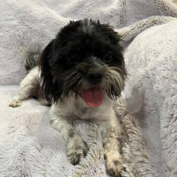 Nike -  Shih Tzu Dog for Adoption in Phoenix, Arizona - Nike | PetCurious