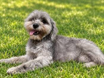 Summer -  Maltese and Poodle Dog for Adoption in Alvin, Texas - Summer | PetCurious