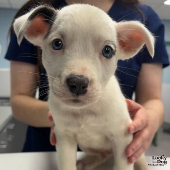 Londyn -  Shepherd and Terrier Dog for Adoption in Washington, District Of Columbia - Londyn | PetCurious