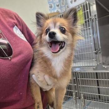Bella 26-09-077 -  Pomeranian and Mixed Breed Dog for Adoption in Bastrop, Texas - Bella 26-09-077 | PetCurious
