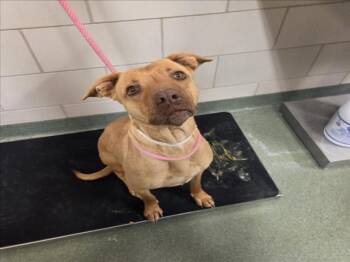 Mixed Breed Dogs Available for Adoption - A174401 | PetCurious