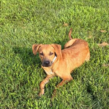 Lucy -  Terrier and Mixed Breed Dog for Adoption in Wilmington, Delaware - Lucy | PetCurious
