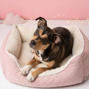 Sophie -  Shepherd and Australian Kelpie Dog for Adoption in San Diego, California - Sophie | PetCurious