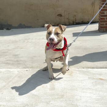 Max Perez -  Pit Bull Terrier Dog for Adoption in Philadelphia, Pennsylvania - Max Perez | PetCurious