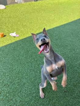 Napoleon -  Miniature Pinscher Dog for Adoption in Stamford, Connecticut - Napoleon | PetCurious