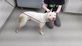 Boxer and Mixed Breed Dogs Available for Adoption in Omaha, Nebraska - SPORK | PetCurious