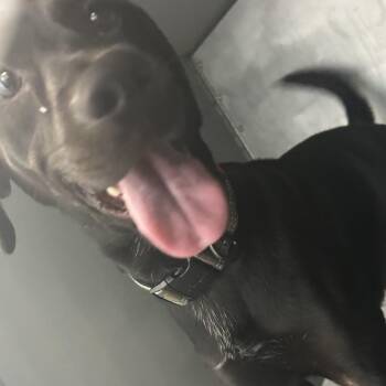 Kismet -  Black Labrador Retriever Dog Available for Adoption in Greensboro, North Carolina - Kismet | PetCurious